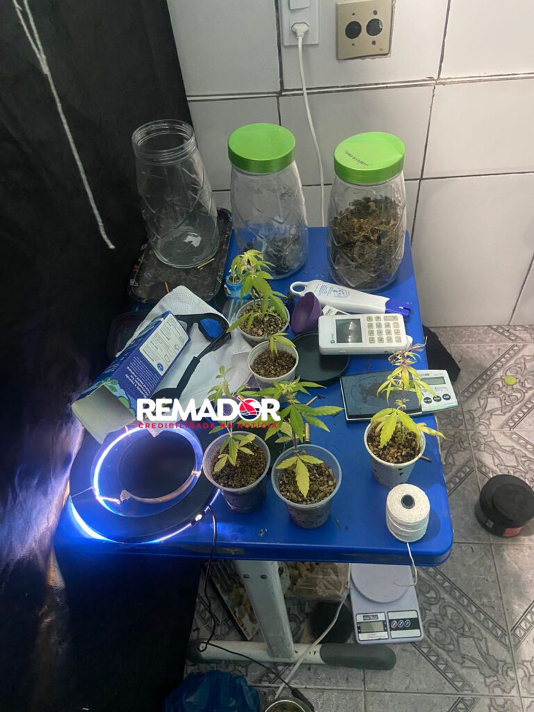 Boca de fumo tinha cardápio e plantação de maconha hidropônicas em Manaus A Polícia Militar de Manaus desmantelou uma boca de fumo na madrugada desta quinta-feira (16), onde foram encontrados drogas, balanças de precisão, dinheiro, celulares, cardápio com mais variados tipos de maconha, materiais para cultivo de maconha hidropônica, dentro da casa havia um de um laboratório sofisticado para o cultivo da planta. O grupo criminoso que operava a boca de fumo foi preso em flagrante no bairro do Japiim, zona sul da capital. De acordo informações, a boca de fumo oferecia diversos tipos de drogas aos clientes. Além da maconha, eram vendidos crack, cocaína e outras substâncias ilícitas. Um cardápio era oferecido aos clientes que ia ao local escolher o tipo de droga para seu consumo. Os três suspeitos presos durante a operação foram indiciados por tráfico de drogas. O caso foi apresentado no Primeiro Distrito Integrado de Polícia (1º DIP), onde serão tomadas as medidas judiciais cabíveis. Segundo a polícia, eles já vinham sendo monitorados há algum tempo e eram considerados de alta periculosidade. *Lobotório sofisticado na boca* A apreensão dos equipamentos sofisticados utilizados na produção das drogas também é considerada um grande avanço na luta contra o tráfico de entorpecentes em Manaus. "Com essa operação, conseguimos desmantelar uma grande estrutura de produção de drogas na cidade. Isso representa uma grande vitória para a segurança pública", destacou o Comandante da operação. Um dos aspectos mais interessantes da operação foi a descoberta do uso de técnicas de cultivo em hidroponia para a produção de maconha. Esse método de cultivo consiste em utilizar água rica em nutrientes para desenvolver as plantas, em vez de solo. O cultivo hidropônico é utilizado em larga escala para produção de hortaliças e legumes, mas também é comum no cultivo de plantas ilícitas. A desarticulação da boca de fumo em Manaus representa um importante golpe às atividades criminosas na região. A descoberta do uso de técnicas de hidroponia para a produção de maconha é um alerta para as autoridades sobre a necessidade de combater novas formas de produção e tráfico de drogas.