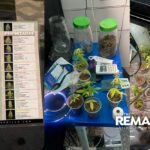 Boca de fumo tinha cardápio e plantação de maconha hidropônicas em Manaus A Polícia Militar de Manaus desmantelou uma boca de fumo na madrugada desta quinta-feira (16), onde foram encontrados drogas, balanças de precisão, dinheiro, celulares, cardápio com mais variados tipos de maconha, materiais para cultivo de maconha hidropônica, dentro da casa havia um de um laboratório sofisticado para o cultivo da planta. O grupo criminoso que operava a boca de fumo foi preso em flagrante no bairro do Japiim, zona sul da capital. De acordo informações, a boca de fumo oferecia diversos tipos de drogas aos clientes. Além da maconha, eram vendidos crack, cocaína e outras substâncias ilícitas. Um cardápio era oferecido aos clientes que ia ao local escolher o tipo de droga para seu consumo. Os três suspeitos presos durante a operação foram indiciados por tráfico de drogas. O caso foi apresentado no Primeiro Distrito Integrado de Polícia (1º DIP), onde serão tomadas as medidas judiciais cabíveis. Segundo a polícia, eles já vinham sendo monitorados há algum tempo e eram considerados de alta periculosidade. *Lobotório sofisticado na boca* A apreensão dos equipamentos sofisticados utilizados na produção das drogas também é considerada um grande avanço na luta contra o tráfico de entorpecentes em Manaus. "Com essa operação, conseguimos desmantelar uma grande estrutura de produção de drogas na cidade. Isso representa uma grande vitória para a segurança pública", destacou o Comandante da operação. Um dos aspectos mais interessantes da operação foi a descoberta do uso de técnicas de cultivo em hidroponia para a produção de maconha. Esse método de cultivo consiste em utilizar água rica em nutrientes para desenvolver as plantas, em vez de solo. O cultivo hidropônico é utilizado em larga escala para produção de hortaliças e legumes, mas também é comum no cultivo de plantas ilícitas. A desarticulação da boca de fumo em Manaus representa um importante golpe às atividades criminosas na região. A descoberta do uso de técnicas de hidroponia para a produção de maconha é um alerta para as autoridades sobre a necessidade de combater novas formas de produção e tráfico de drogas.