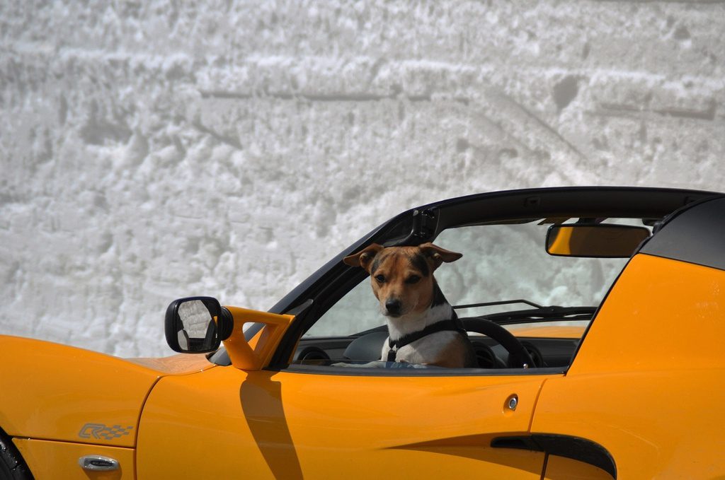 Durante abordagem, motorista troca de lugar com cão para fugir da polícia nos EUA Portal Remador