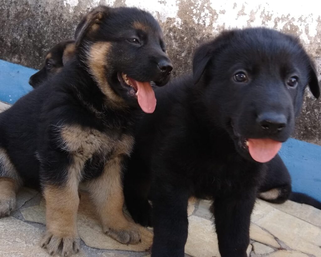 Carrapatos representam um perigo para a saúde dos humanos e animais