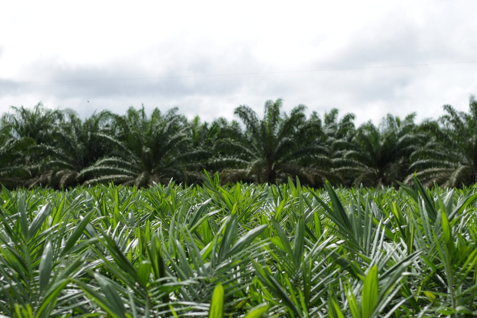 Nova realidade do agro brasileiro precisa incluir o Agronegócio Sustentável