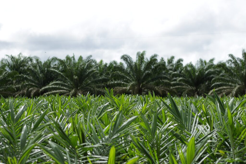 Grupo BBF amplia área de cultivo sustentável de palma