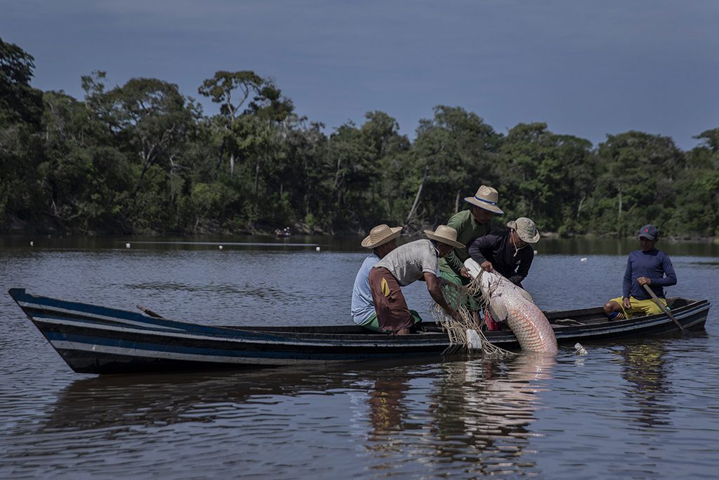 Articulacoes para a temporada 2023 da pesca de pirarucu no Amazonas mostram otimismo Portal Remador 