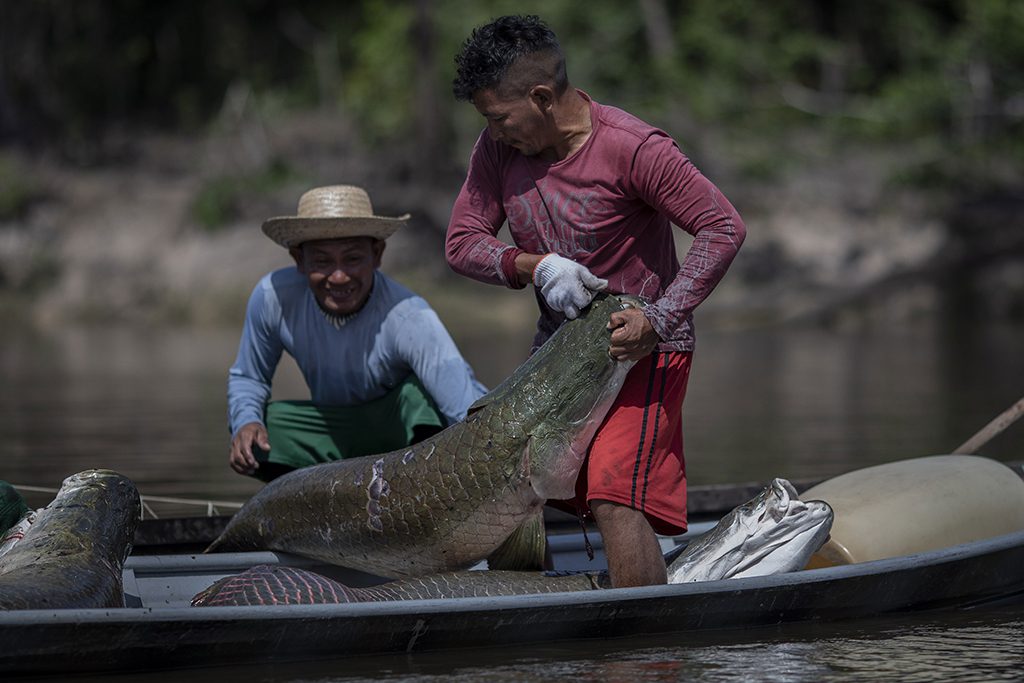 Articulacoes para a temporada 2023 da pesca de pirarucu no Amazonas mostram otimismo Portal Remador