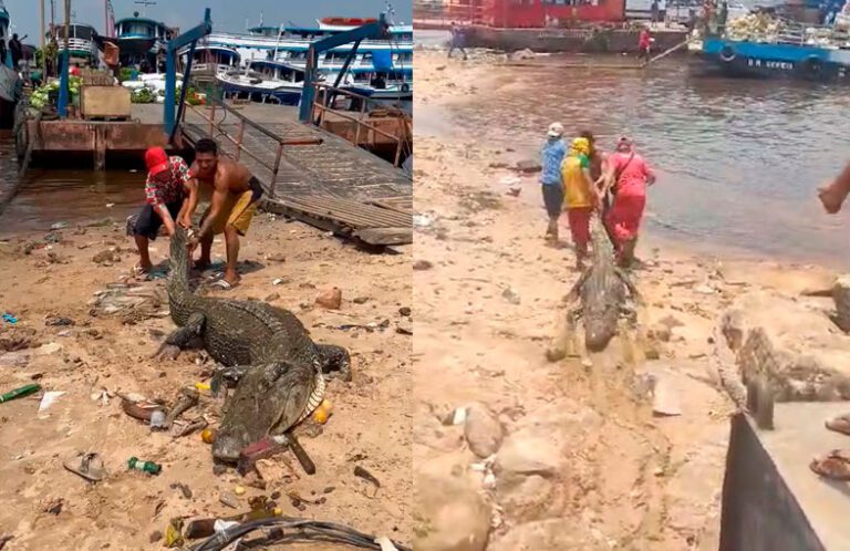 Vídeo - Jacaré 'aparece' na Manaus Moderna e é devolvido ao Rio Negro Portal Remador