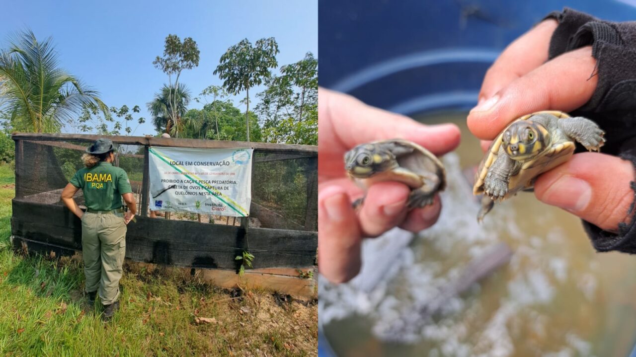 Sob coordenação do IBAMA, comunidades Voluntárias do Amazonas brilham na proteção de quelônios Portal Remador