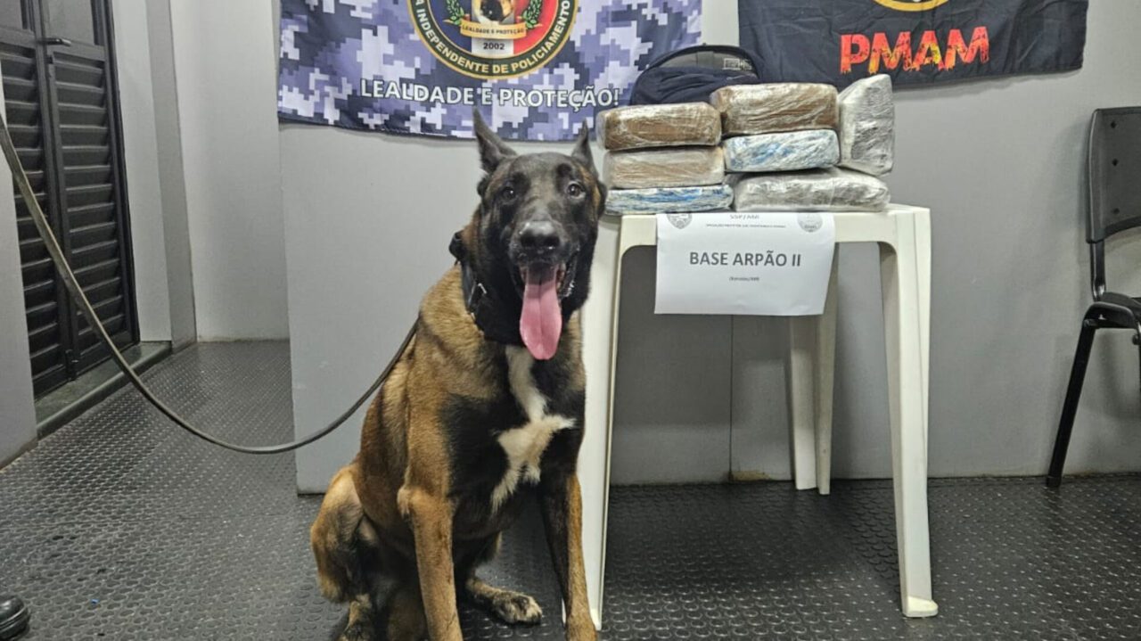 Cão farejador juda a detectar mais de 10kg de drogas em Barcelos, Amazonas