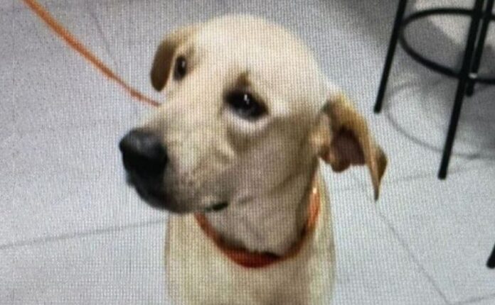 Polícia prende homem por matar cachorro a facadas no bairro Lírio do Vale em Manaus