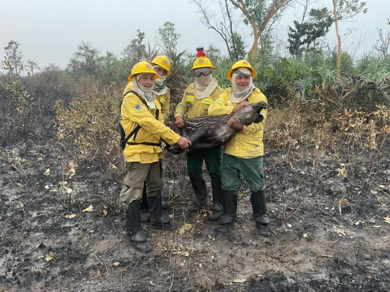 Informe IBAMA-AM: Atuação contra queimadas e incêndios florestais.