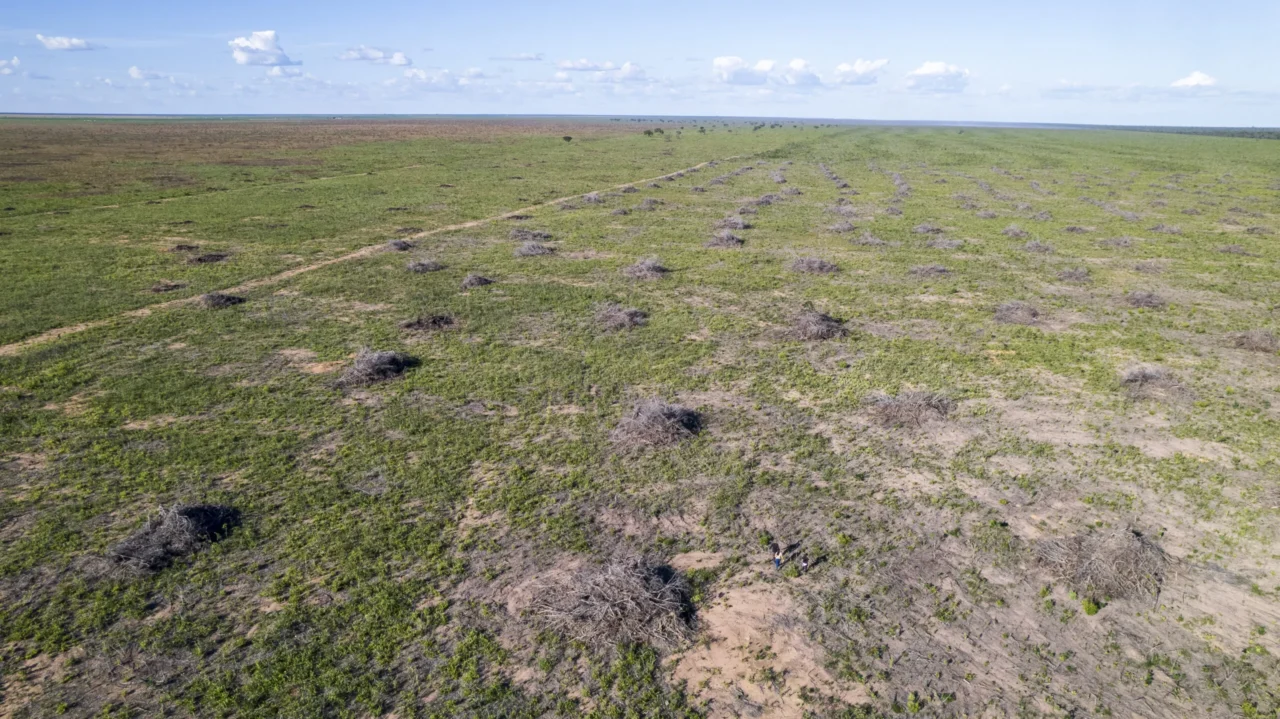 Desmatamento emitiu 1 bilhão de toneladas CO2 em 2023, aponta SEEG