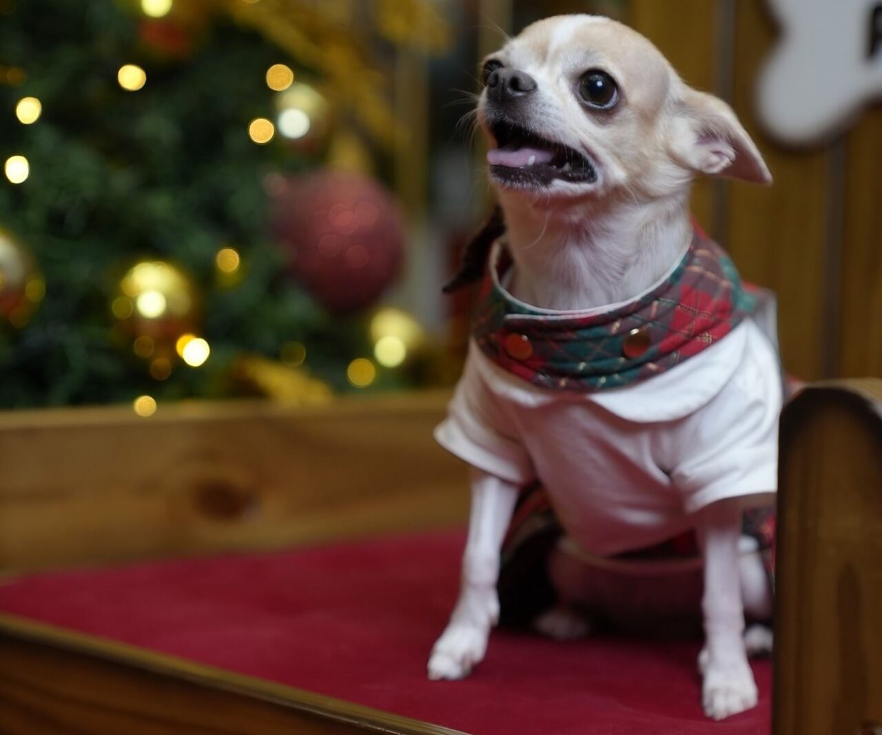 ‘Encontro Pet de Natal’ acontece neste sábado (21/12), no Amazonas Shopping, com a presença do Papai Noel