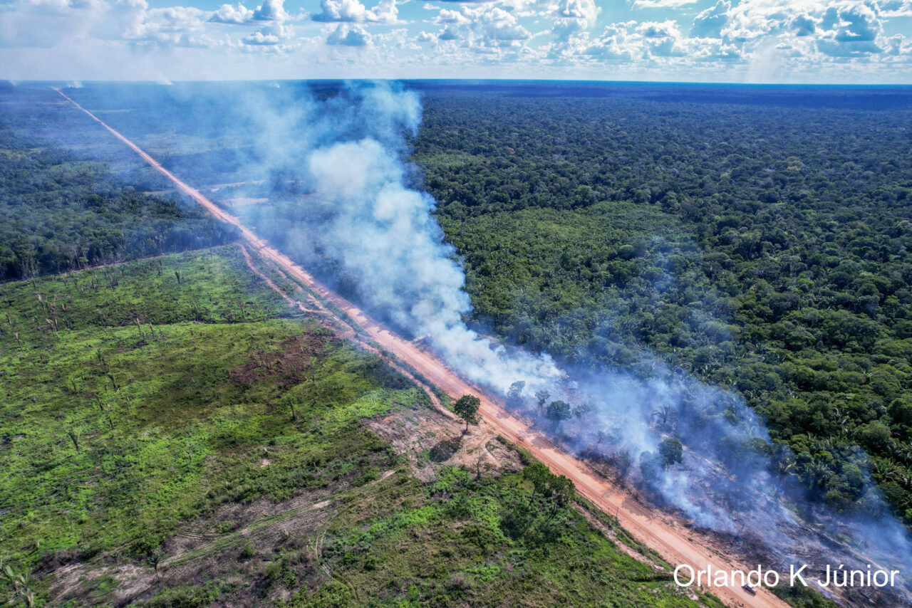 Entre as 42 Unidades de Conservação (UCs) localizadas na área de influência da rodovia BR-319, que corta o Amazonas e Rondônia, 40% apresentaram desmatamento no ano de 2024. Ao todo, foram 962 hectares (ha) desmatados, uma área equivalente a 1.347 campos de futebol. O destaque foi para a Reserva Extrativista (Resex) Jaci-Paraná (RO), situada entre os municípios de Porto Velho, Nova Mamoré e Buritis, que registrou 880 ha desmatados no ano passado. Os dados são da “Retrospectiva 2024: Desmatamento e focos de calor na área de influência da rodovia BR-319”. A publicação anual do Observatório BR-319 (OBR-319) traz dados e análise do cenário em 13 municípios, 42 Unidades de Conservação (UCs) e 69 Terras Indígenas (TIs), no período de 2010 a 2024. A publicação pode ser acessada no site: observatoriobr319.org.br. Nos últimos 14 anos, as UCs estaduais com maior desmatamento foram a Floresta Estadual (FES) Tapauá (AM) e a Resex Jaci-Paraná. Já no âmbito federal, as UCs com os piores índices de desmatamento foram a Floresta Nacional (Flona) do Bom Futuro (RO) e o Parque Nacional (Parna) Mapinguari (AM e RO). Em ambas, os maiores picos de desmatamento ocorreram em 2021, quando a Flona do Bom Futuro registrou 1.257 ha desmatados e o Parna Mapinguari, 1.175 ha. No nível municipal, a Área de Proteção Ambiental (APA) Tarumã Ponta Negra (AM) foi a que apresentou o maior desmatamento, com um pico de 71,45 ha em 2014. A FES Tapauá, que figura entre as UCs com maior desmatamento na BR-319, apresentou desmatamento zero em 2024, em comparação com 2023. No entanto, a Flona do Bom Futuro e o Parna Mapinguari registraram aumentos alarmantes de 664,08% e 166,90%, respectivamente, em relação ao desmatamento do ano anterior. Em 2024, considerado o ano mais quente da história, 80% das UCs monitoradas pelo Observatório BR-319 apresentaram focos de calor, totalizando 1.230 registros ao longo do ano. O Parna Mapinguari foi a UC com mais focos de calor em 2024, com 235 registros, seguido pelo Parna dos Campos Amazônicos, que teve 234 focos. No caso dos Campos Amazônicos, houve um aumento de 157% no número de focos de calor em comparação com 2023. Outra UC que apresentou crescimento expressivo foi a Flona do Bom Futuro, com um aumento de 81,3% em relação ao ano anterior. Na série histórica, a Resex Jaci-Paraná apresentou uma média de 44 focos de calor por ano. Em 2024, houve uma redução de 70,7% em relação a 2023, totalizando 120 focos. No nível municipal, a APA Tarumã-Ponta Negra e a Reserva de Desenvolvimento Sustentável (RDS) do Tupé foram as áreas que mais registraram focos de calor nos últimos 14 anos.