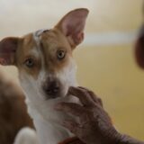 Sepet realiza castração de 300 animais em Barcelos - Portal Remador