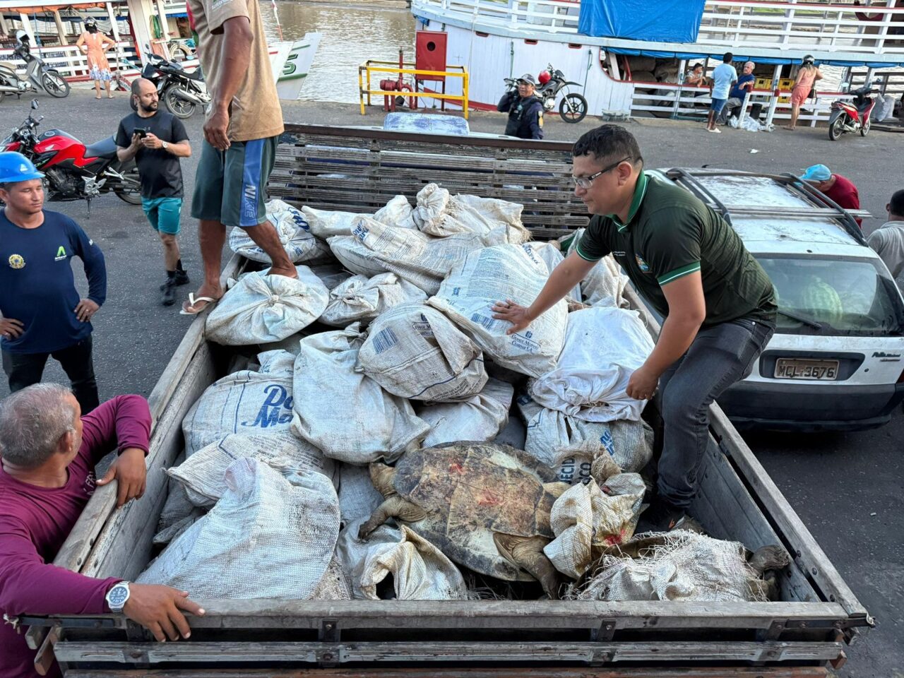 Fiscais da Prefeitura de Parintins apreendem 49 tartarugas em barco procedente do Pará