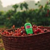 Ambev e Guaraná Antarctica planejam produzir e doar o recorde de 100 mil mudas, reforçando a cultura do guaraná em Maués 
