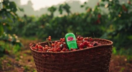 Ambev e Guaraná Antarctica planejam produzir e doar o recorde de 100 mil mudas, reforçando a cultura do guaraná em Maués 
