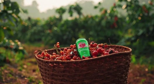 Ambev e Guaraná Antarctica planejam produzir e doar o recorde de 100 mil mudas, reforçando a cultura do guaraná em Maués 