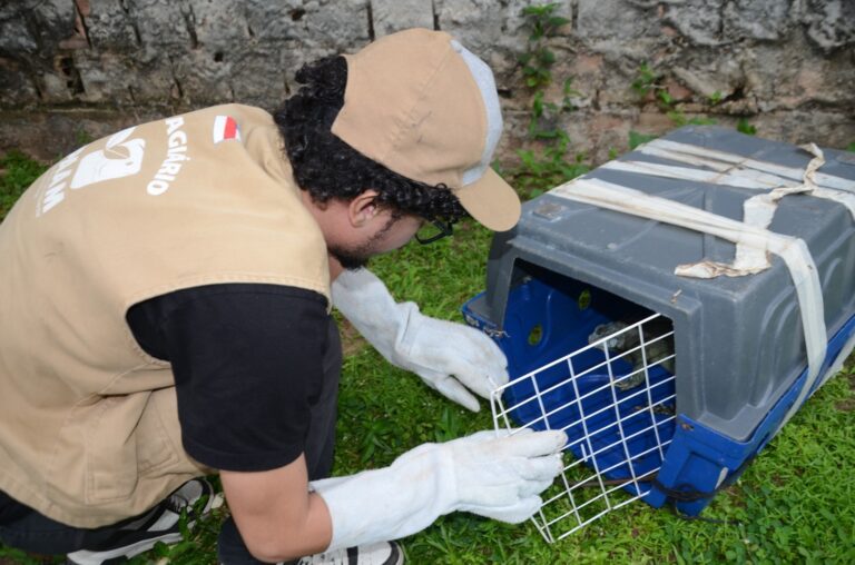 Ipaam resgata sete animais silvestres após acionamento da população em Manaus