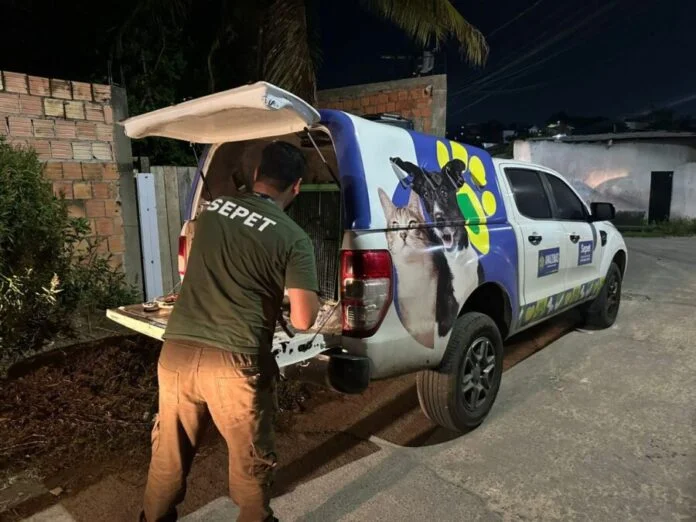 Sepet-AM resgata mais de 20 animais e desarticula criação clandestina no Jorge Teixeira neste sábado Sepet-AM resgata mais de 20 animais e desarticula criação clandestina no Jorge Teixeira neste sábado
