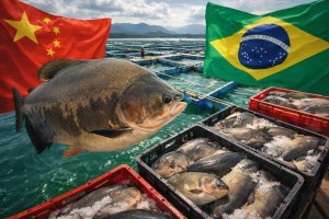China ultrapassa Brasil e vira líder mundial na produção de tambaqui