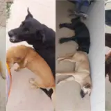 Cães comunitários desaparecem após ‘operação’ em Centro do Mercado Livre na Grande Curitiba
