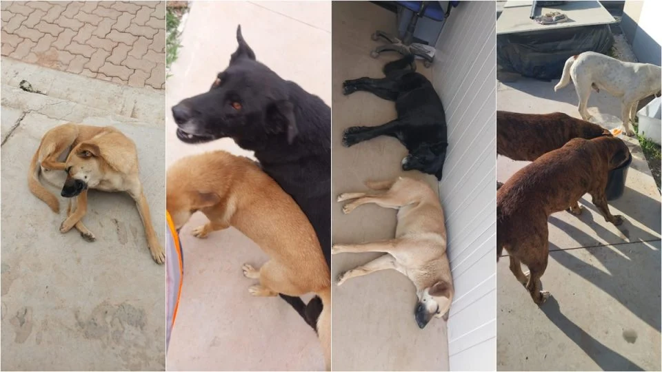 Cães comunitários desaparecem após ‘operação’ em Centro do Mercado Livre na Grande Curitiba