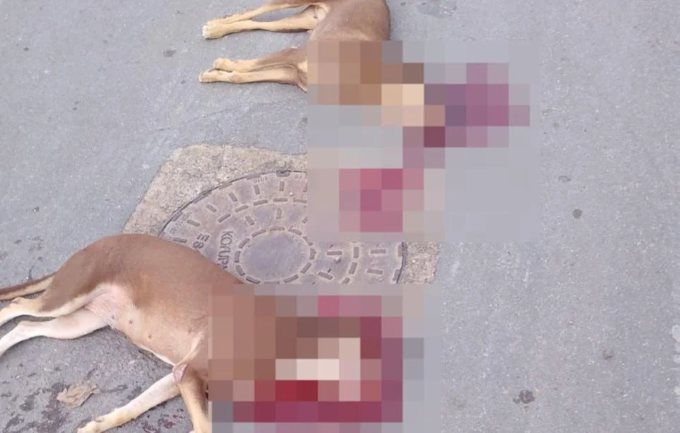 Polícia Civil abre inquérito e PM afasta militares envolvidos em Manaus