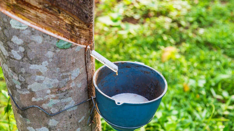 Arranjo da Borracha movimenta R$ 3,1 milhões e fortalece a renda de 636 famílias extrativistas na Amazônia