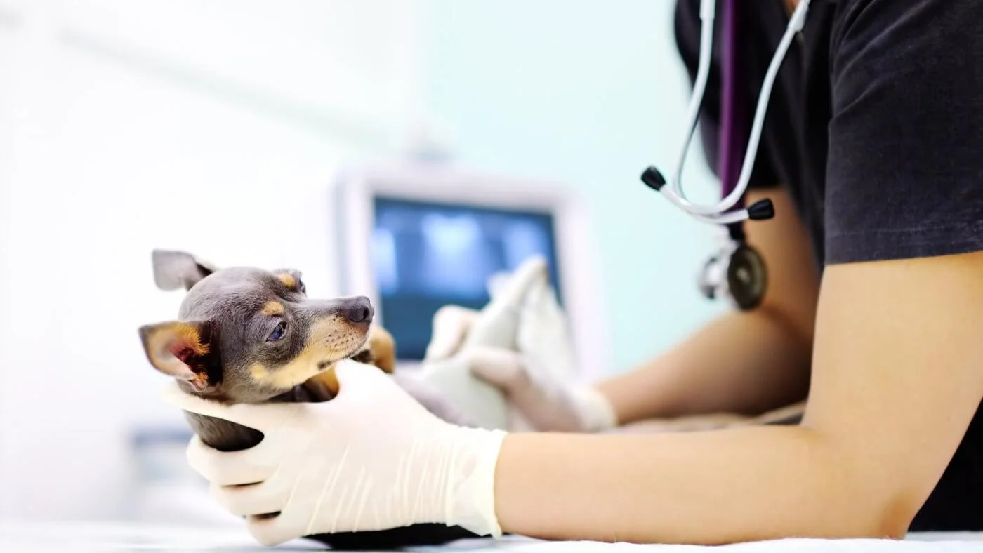 URGENTE: Senado aprova projeto que criminaliza o exercício ilegal da Medicina Veterinária