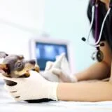 URGENTE: Senado aprova projeto que criminaliza o exercício ilegal da Medicina Veterinária