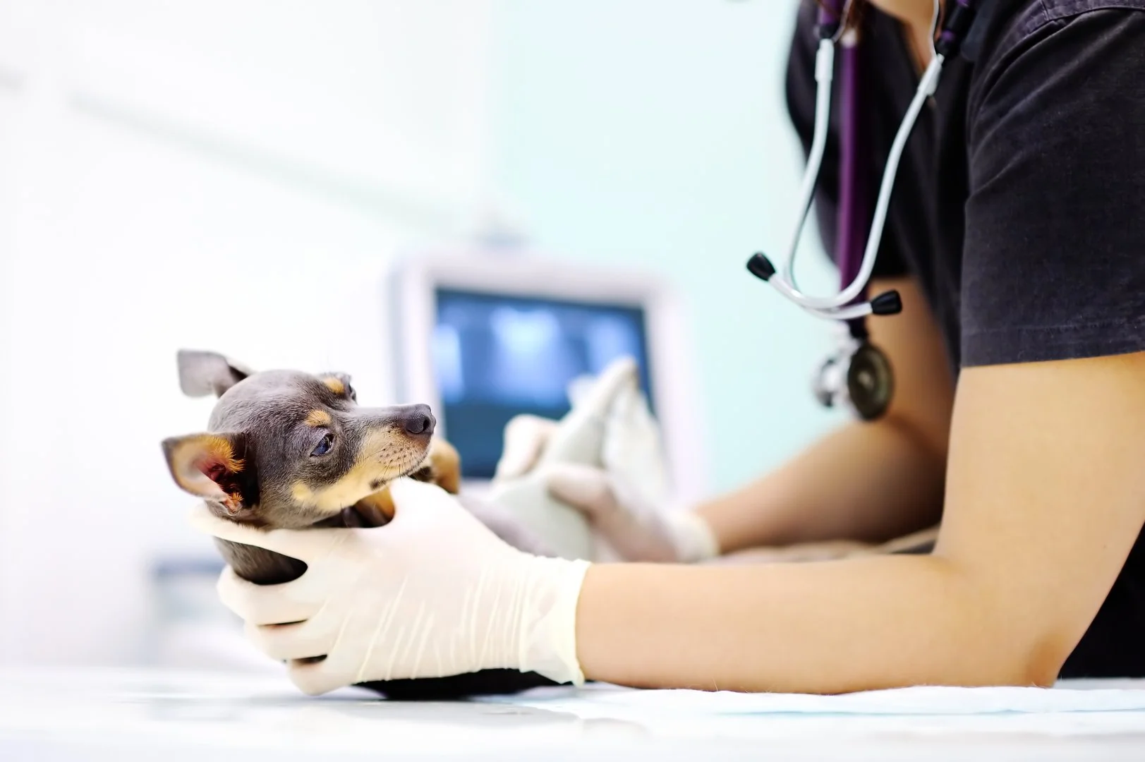 URGENTE: Senado aprova projeto que criminaliza o exercício ilegal da Medicina Veterinária