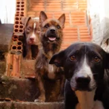 Em Eirunepé, MP fiscaliza políticas públicas voltadas à proteção e bem-estar animal