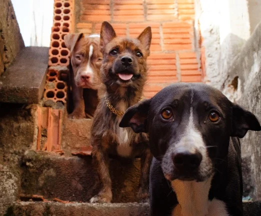 Em Eirunepé, MP fiscaliza políticas públicas voltadas à proteção e bem-estar animal