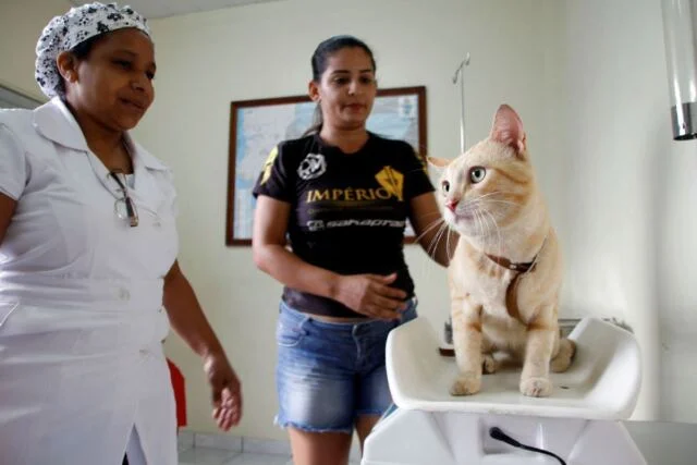 Serviço de castração da Prefeitura de Manaus abre vagas para agendamento na quarta-feira, 15/7 