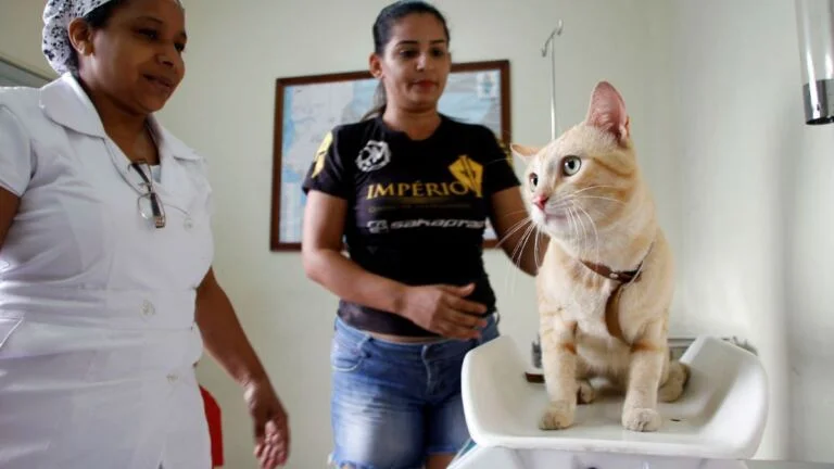 Serviço de castração da Prefeitura de Manaus abre vagas para agendamento na quarta-feira, 15/7 