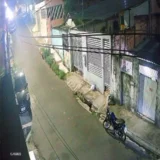 Cachorro morre após ser atingido por moto e motoqueiro fica ferido no bairro Alvorada