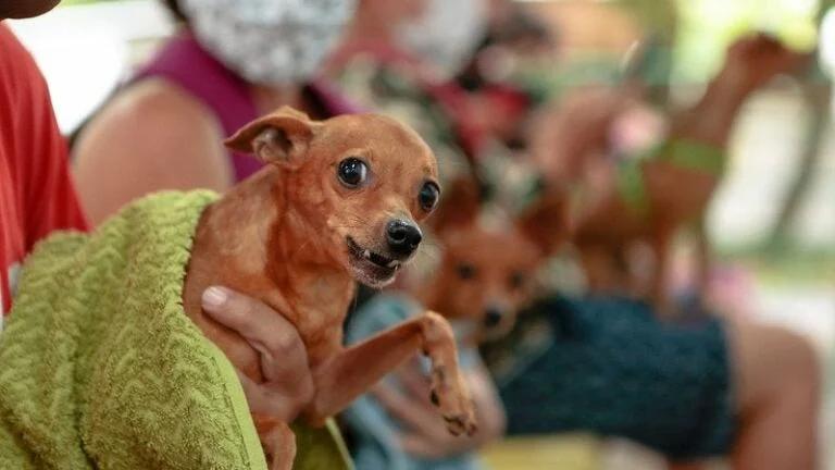 Amazonas tem 27,3 mil animais domésticos cadastrados no SinPatinhas