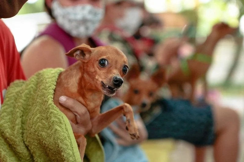 Amazonas tem 27,3 mil animais domésticos cadastrados no SinPatinhas